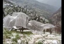 ओलावृष्टि से हुए नुकसान का आलकन करने के निर्देश दिए गए हैं, प्रभावित बागवानों को मुआवजा देगी सरकार: जगत सिंह नेगी